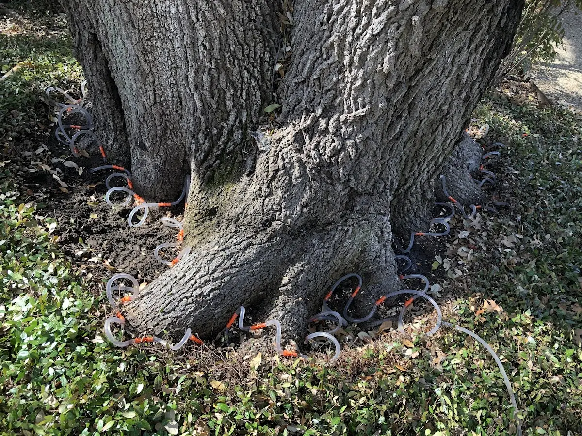 Detailed Tree Cabling and Bracing job site in Burtrum