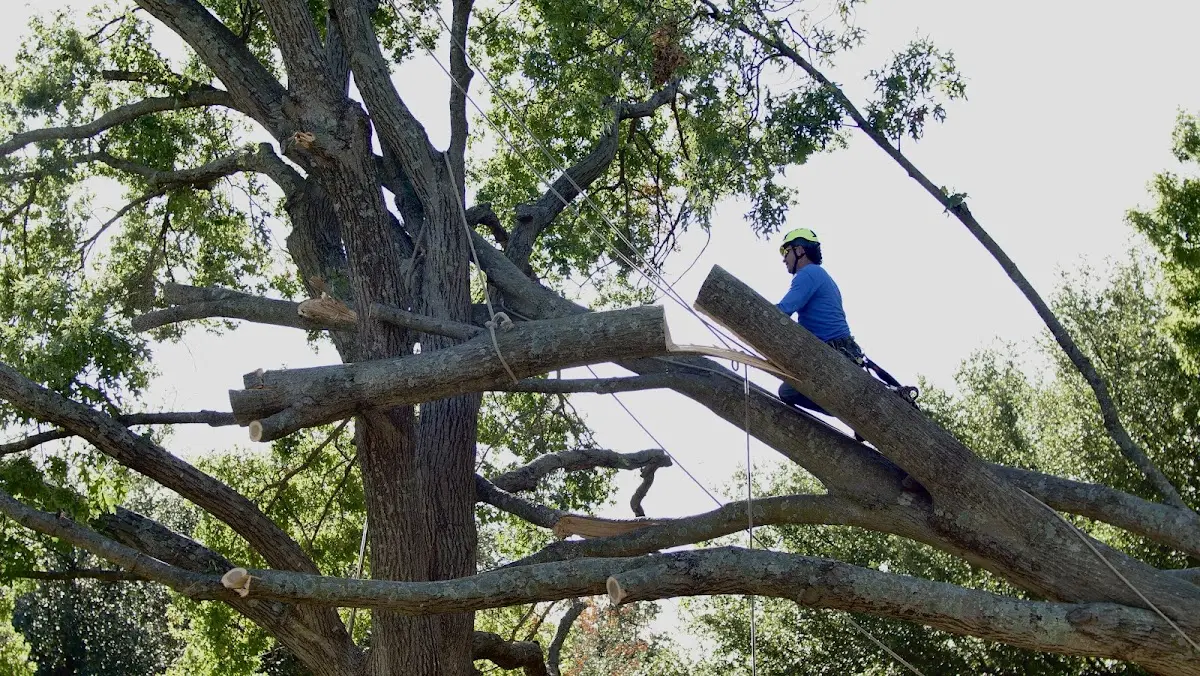 Professional Crown Thinning performed by certified arborists in Burtrum